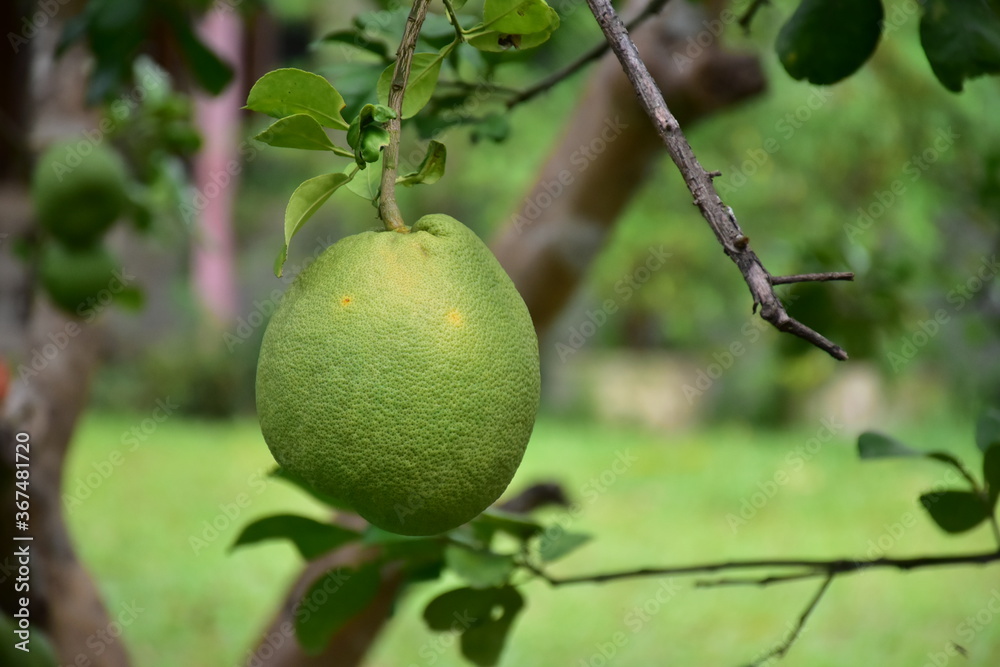 Pomelo fruit hanging on its branches in pomelo garden. Pomelo fruit hanging on its branches in pomelo garden.