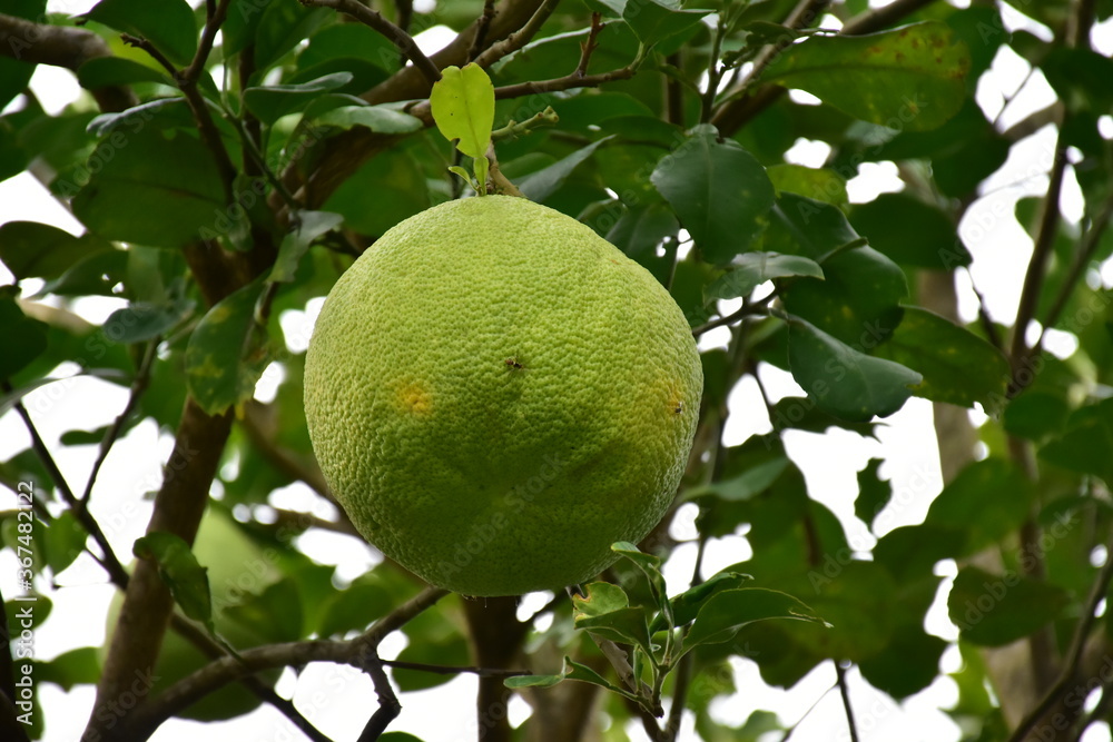 Pomelo fruit hanging on its branches in pomelo garden. Pomelo fruit hanging on its branches in pomelo garden.