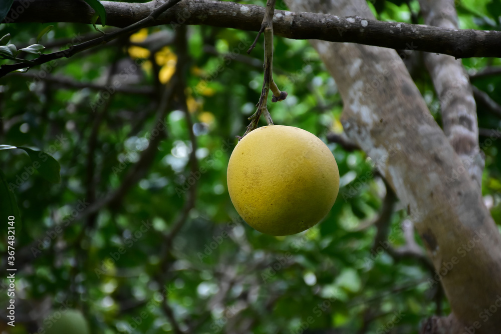 Pomelo fruit hanging on its branches in pomelo garden.