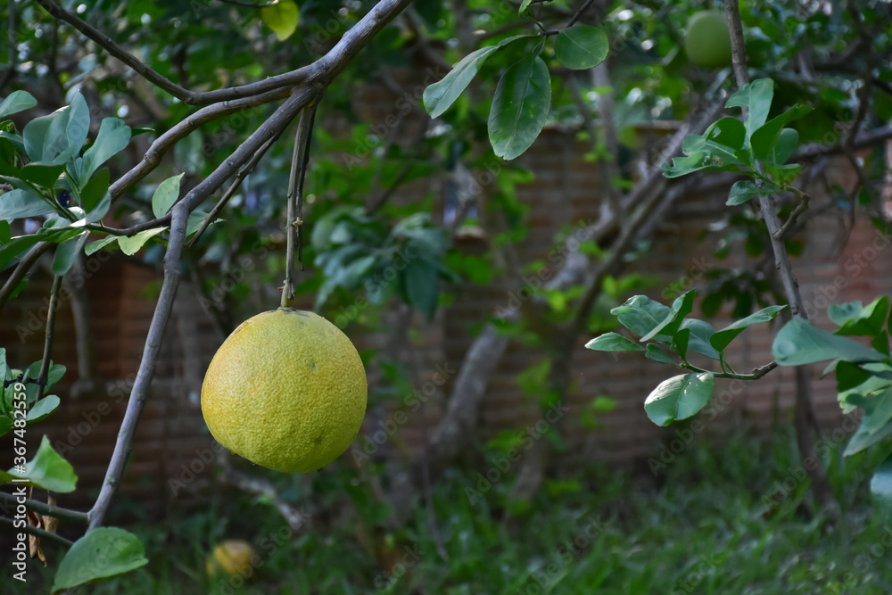 Pomelo fruit hanging on its branches in pomelo garden. Pomelo fruit hanging on its branches in pomelo garden.