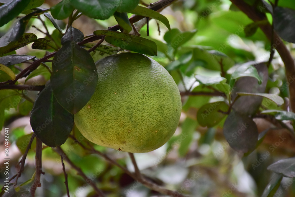 Pomelo fruit hanging on its branches in pomelo garden. Pomelo fruit hanging on its branches in pomelo garden.