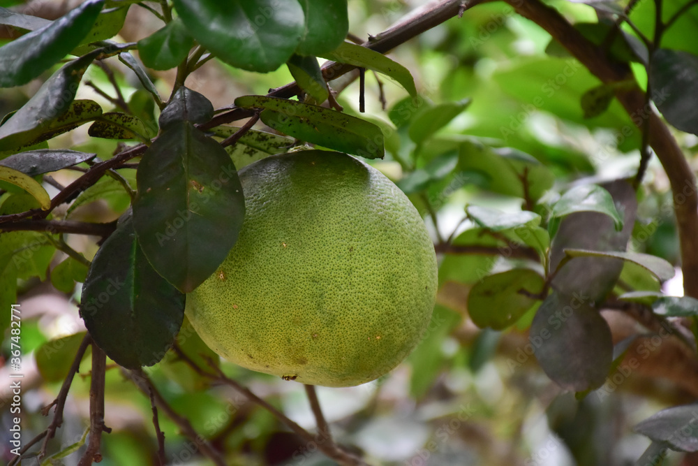 Pomelo fruit hanging on its branches in pomelo garden. Pomelo fruit hanging on its branches in pomelo garden.