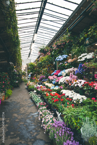 French flower market in Paris
