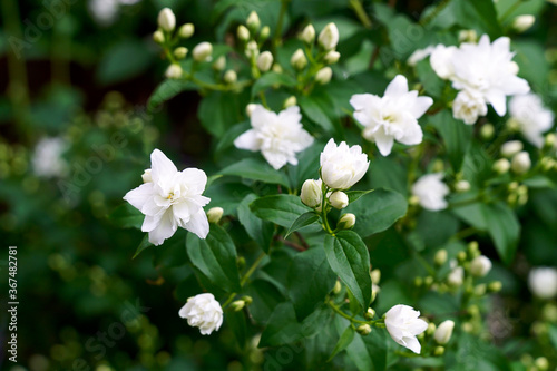 Jasmine White flowers bush on blurry green floral background bush