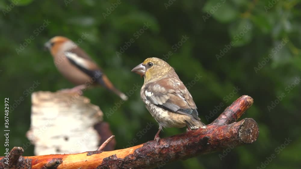 hawfinch birds approach in forest environment shallow depth of field hawfinch birds approach in forest environment shallow depth of field