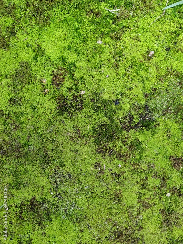 green moss background texture beautiful in nature. green moss background texture beautiful in nature.