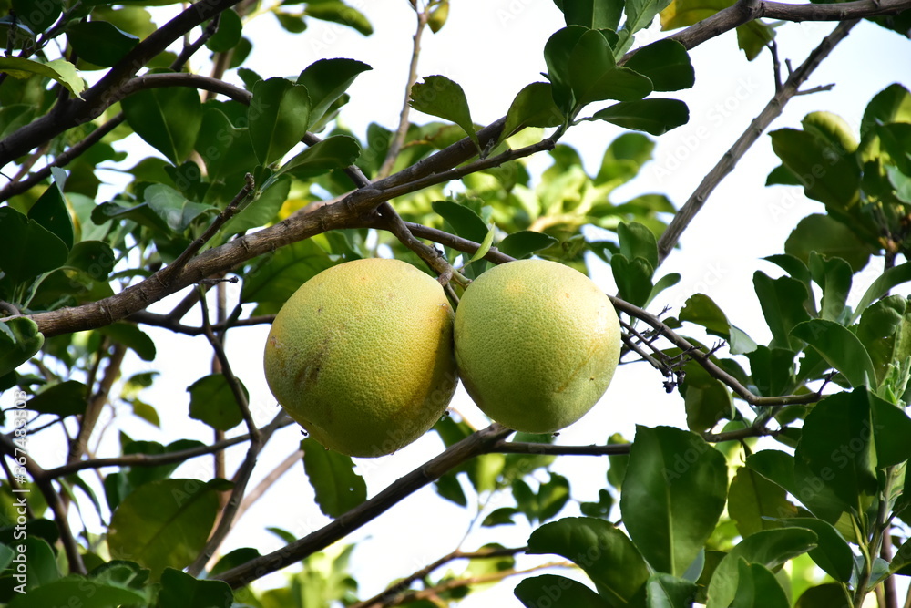 Pomelo fruit hanging on its branches in pomelo garden. Pomelo fruit hanging on its branches in pomelo garden.
