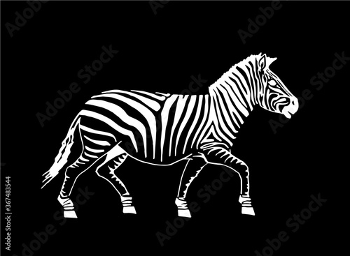 Vector zebra walking isolated on black background  graphical illustration