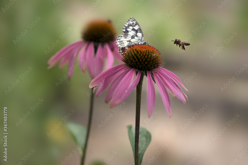 Butterfly Melanargia galathea on a Echinácea purpúrea flower gathering nectar on a sunny summer day, spreading its wings. Butterfly Melanargia galathea on a Echinácea purpúrea flower gathering nectar on a sunny summer day, spreading its wings.