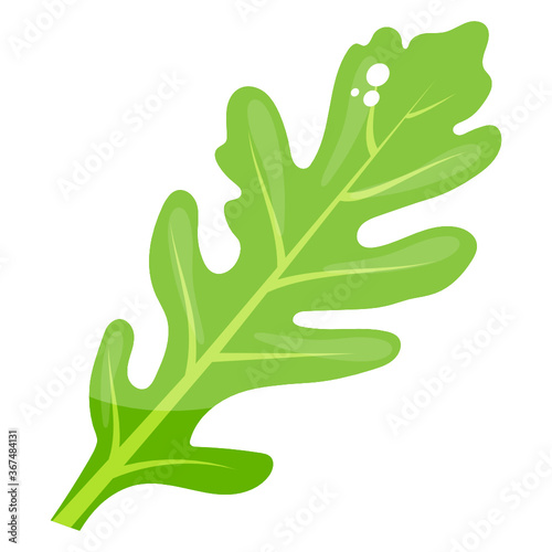 
Lettuce icon in modern glyph vector 
