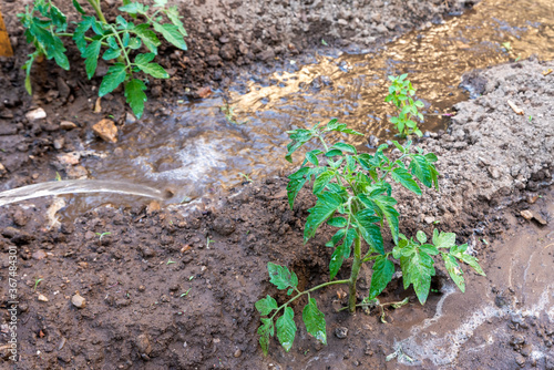 Watering plants of tomatoes on garden