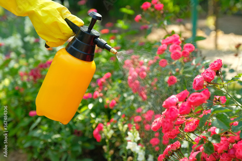 Fototapeta Naklejka Na Ścianę i Meble -  Pest control concept. Garden spray bottle with pesticides spraying on roses flowers.