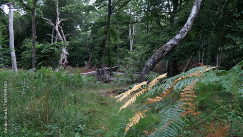 Dying fern in the forest