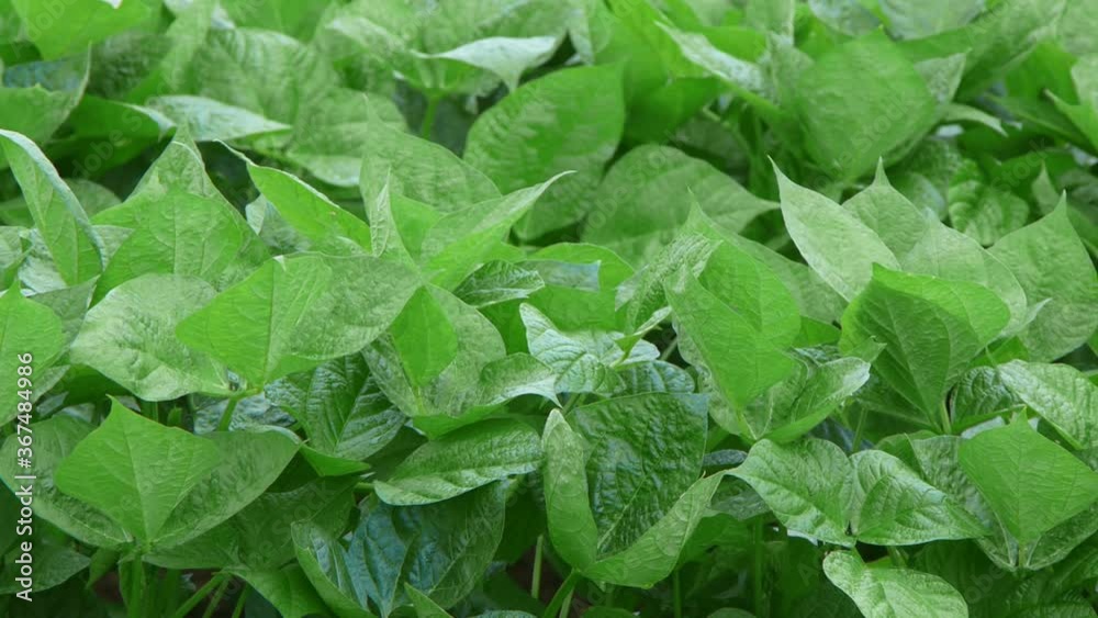 custom made wallpaper toronto digitalclose up of leaves