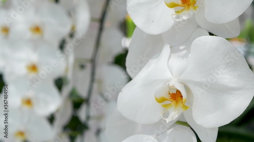 Fototapeta Naklejka Na Ścianę i Meble -  Delicate white elegant orchid flowers with yellow centers in sunlight. Close up macro of tropical petals in spring garden. Abstract natural exotic background with copy space. Floral blossom pattern.