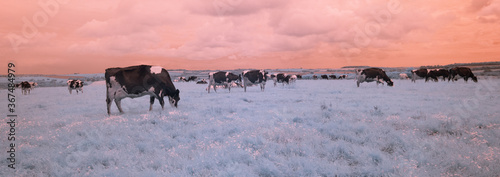 Cows in infrared cornwall uk 