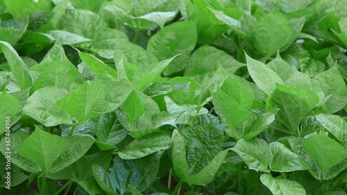 Wallpaper Mural close up of leaves Torontodigital.ca