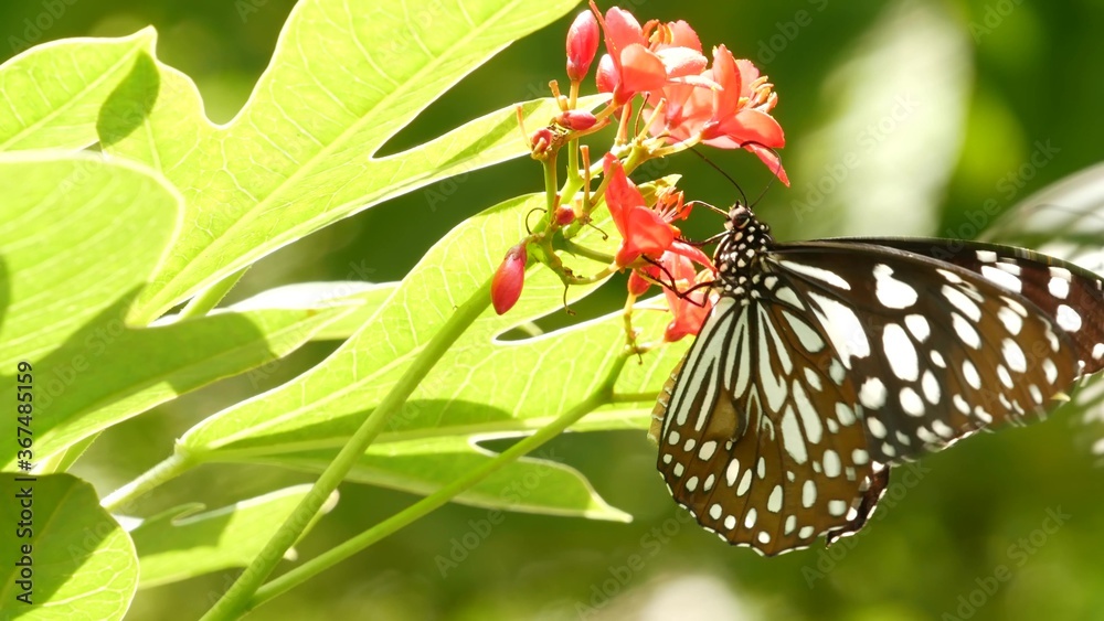 Tropical exotic butterfly in jungle rainforest sitting on green leaves, macro close up. Spring paradise, lush foliage natural background, defocused greenery in the woods. Fresh sunny romantic garden Tropical exotic butterfly in jungle rainforest sitting on green leaves, macro close up. Spring paradise, lush foliage natural background, defocused greenery in the woods. Fresh sunny romantic garden