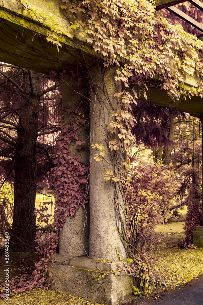 Naklejka premium Column overgrown with ivy. Full spectrum abstract vision.