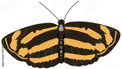 The Common Lascar, an uncommon butterfly of the Nymphalid family. It is found in South India and parts of the Himalayas. photo