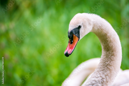 Mute swan (Cygnus olor) profile at the lakeside.