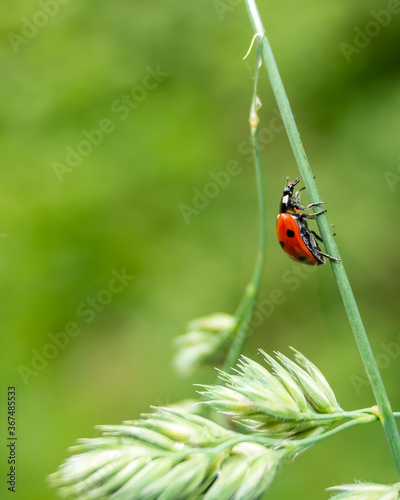 Ladybug climbing up the grass