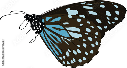 Blue tiger butterfly, Tirumala limniace, Lalbagh, Bangalore, Karnataka, India