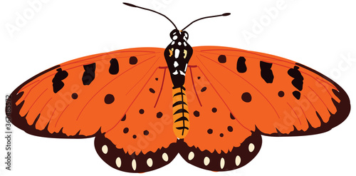 Tawny coster butterfly, Acraea terpsicore, Hesarghatta, Bangalore, Karnataka, India.