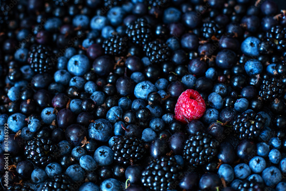 Uniqueness concept. Not like the others. Red raspberry in a heap mix of black berries of mulberry currant and blueberry Uniqueness concept. Not like the others. Red raspberry in a heap mix of black berries of mulberry currant and blueberry