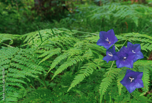 Young bright leaves and flowers of purple bell and fern on the forest floor photo