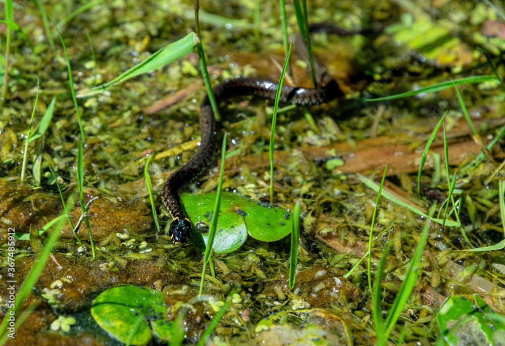 Fototapeta premium Wild snake on the background of a swampy meadow