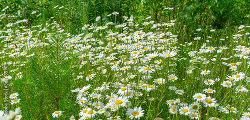 White Daisy Flowers and daisies on a green meadow photo