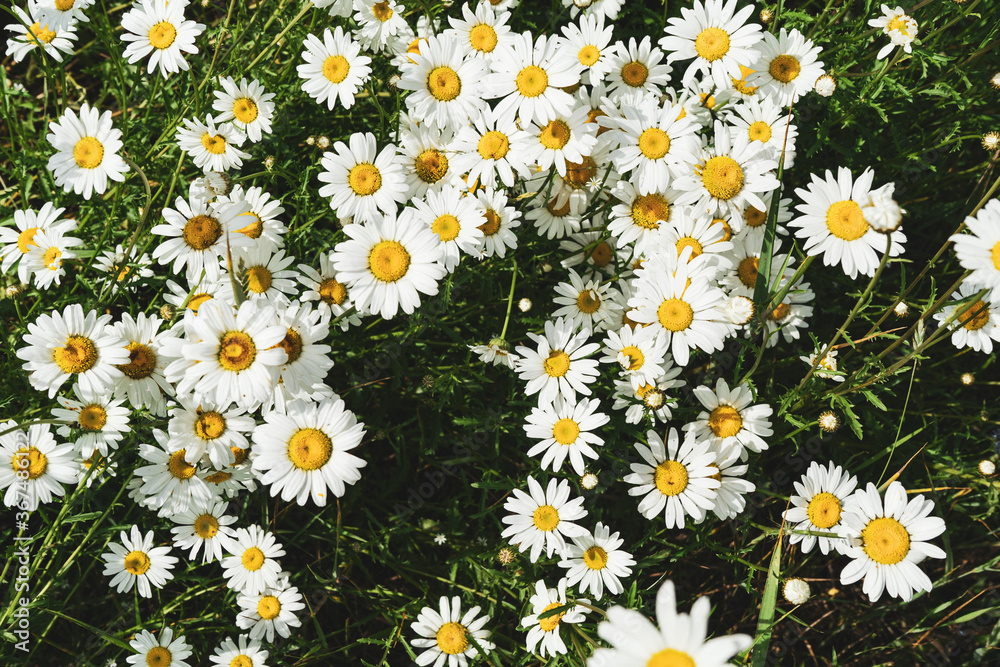 A lot of daisies in the meadow the view from the top. Rustic style A lot of daisies in the meadow the view from the top. Rustic style