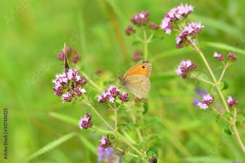 Satyrinae butterfly and bee sitting together on origanum flower