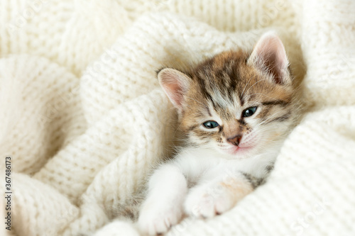 small tricolor kitten covered with a white woolen blanket
