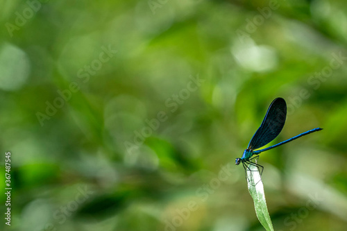 Open wings blue dragonfly macro photo