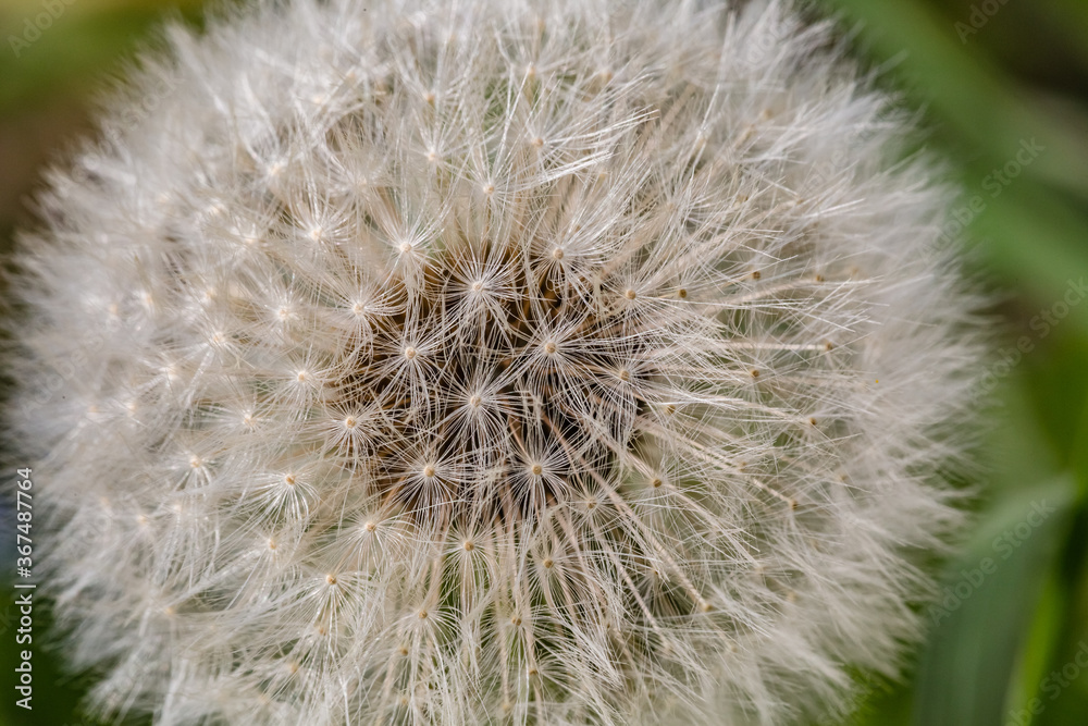 Fototapeta premium Spring flowers. Spring background. Macro photo of white dandelion flower on nature ground background