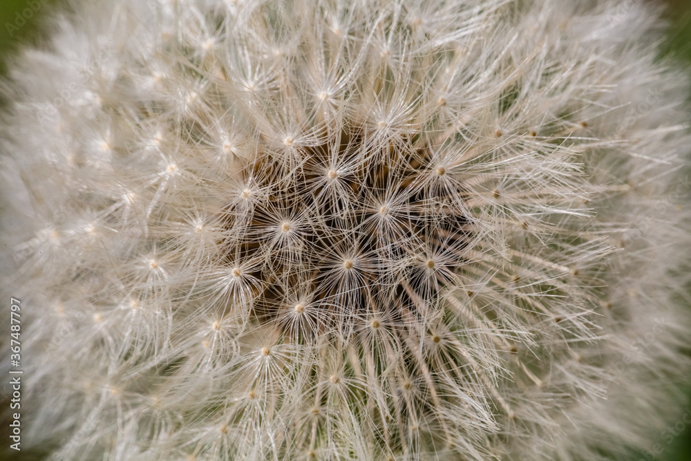 Spring flowers. Spring background. Macro photo of white dandelion flower on nature ground background