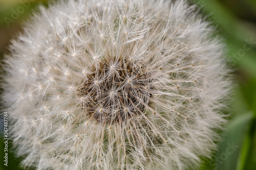 Spring flowers. Spring background. Macro photo of white dandelion flower on nature ground background