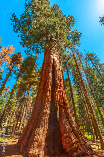 close up of sequoia tree in Sequoia National Park tree in the Sierra Nevada in California, United States of America. Sequoia NP is famous for its large amount of largest sequoia trees in the world. © bennymarty