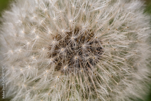 Spring flowers. Spring background. Macro photo of white dandelion flower on nature ground background