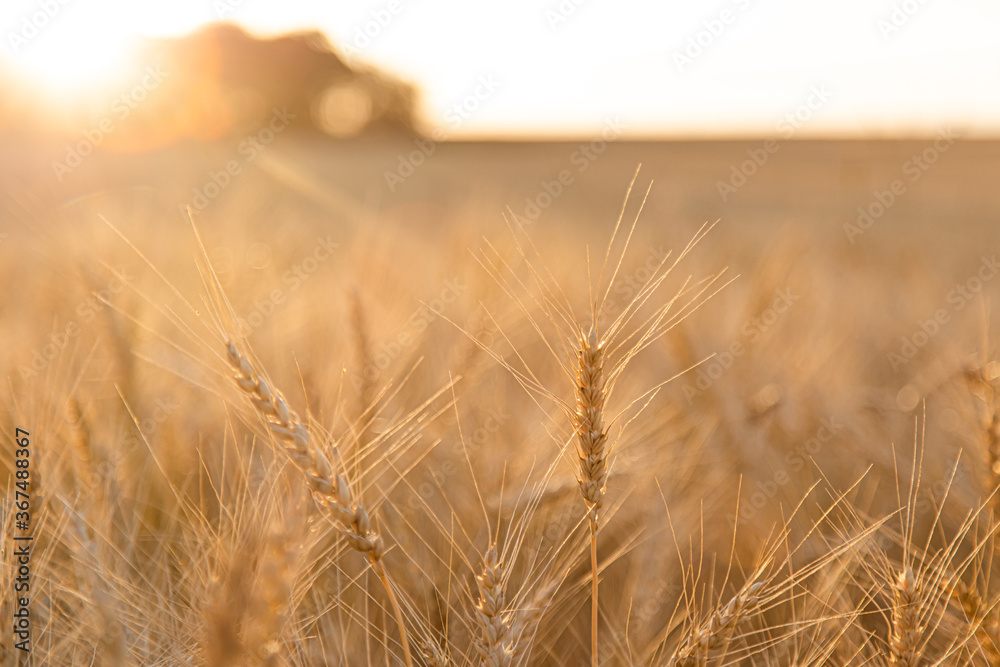 spikelets of wheat close-up in the rays of the setting sun