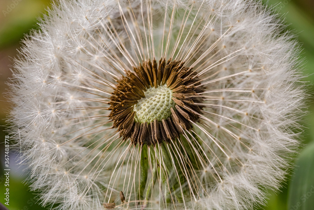 Fototapeta premium Spring flowers. Spring background. Macro photo of white dandelion cut flower on nature ground background