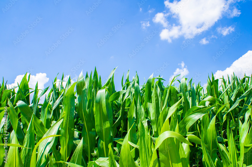 Obraz premium American cornfield with large leaves of ripe corn