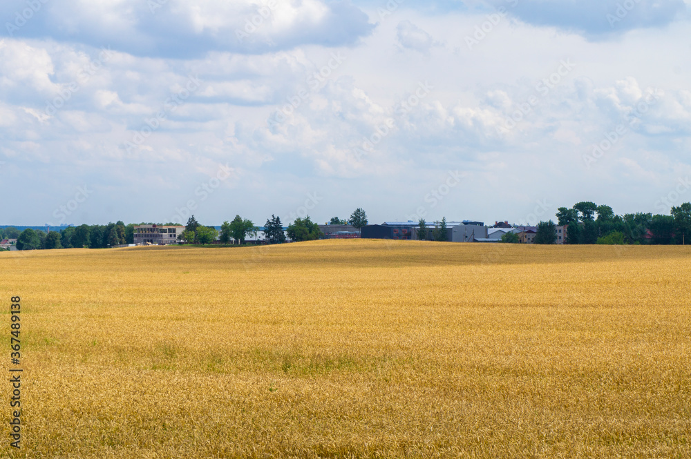 American rural landscape. Ripe wheat field American rural landscape. Ripe wheat field