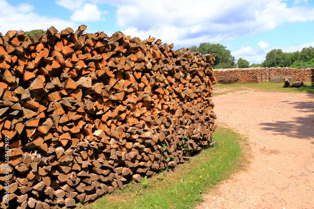 Woodpile of freshly harvested spruce logs. Trunks of trees cut and stacked in the forest. Wooden Logs