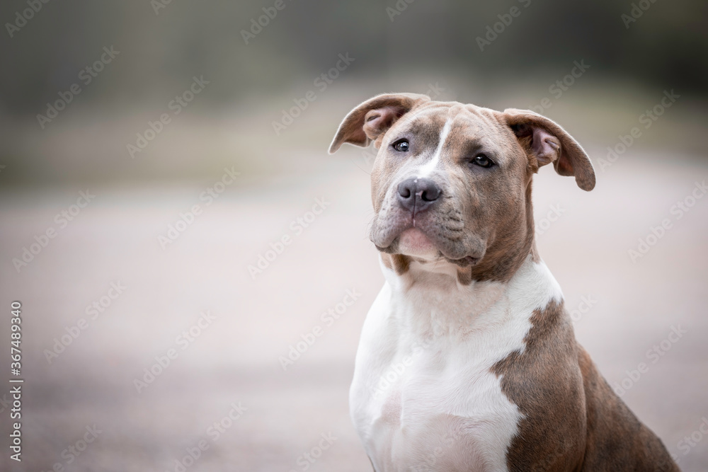 Puppy portrait of a American Staffordshire Terrier