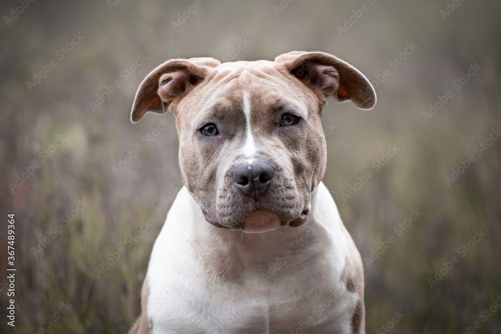 Portrait of a American Staffordshire Terrier puppy
