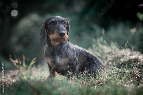 Wirehaired dachshund in the forest
