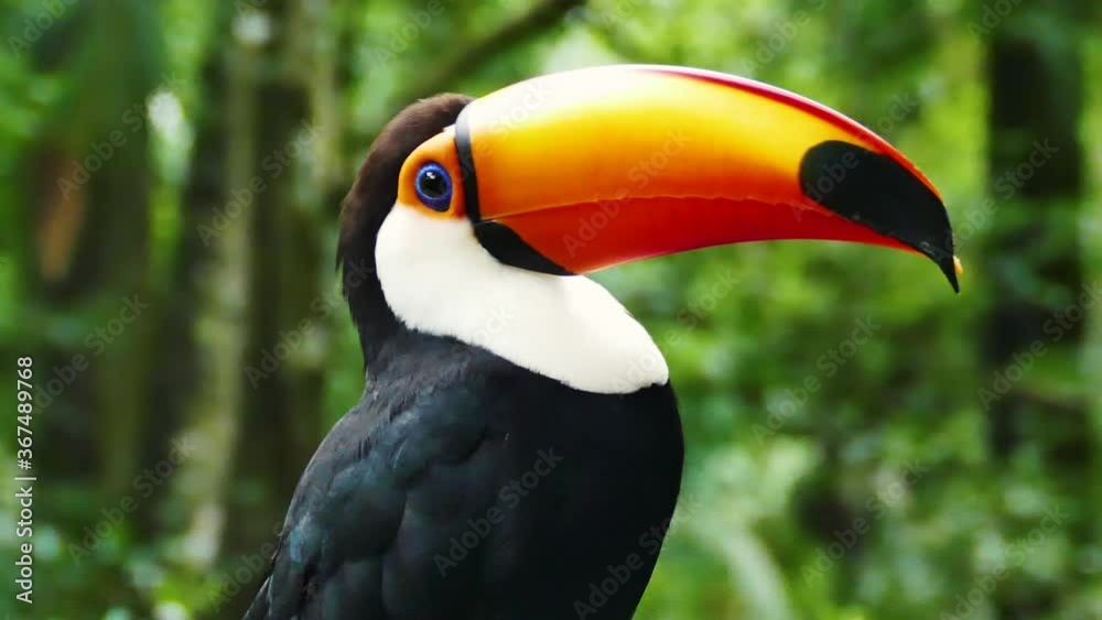 close up of the face of a toco toucan /tucan (Ramphastos toco) tropical bird species from south america / Iguazu Argentina close up of the face of a toco toucan /tucan (Ramphastos toco) tropical bird species from south america / Iguazu Argentina